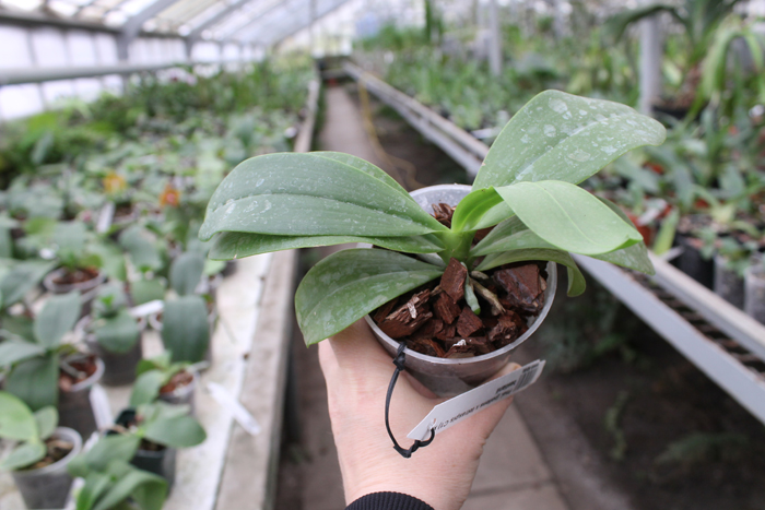 Phalaenopsis (pallens x tetraspis C1) x bastianii.jpg