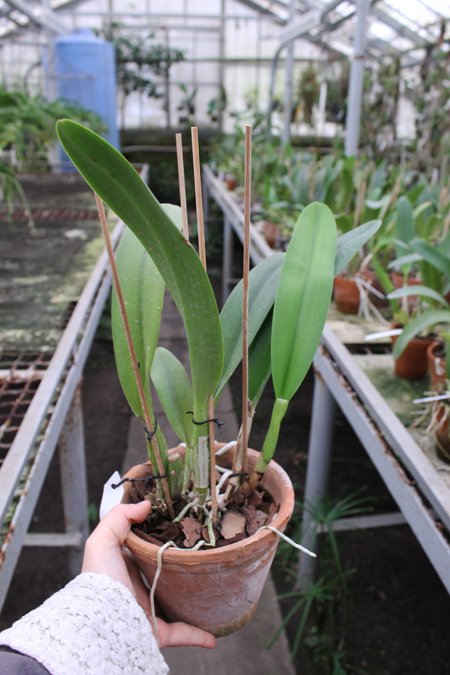 Laeliocattleya White Spark 'Panda'.jpg