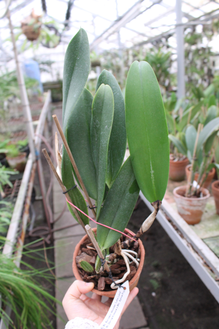 Brassolaeliocattleya Burdekin Wonder 'Lake Land'.jpg