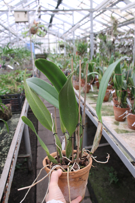 Cattleya Gertrude Hausermann.jpg