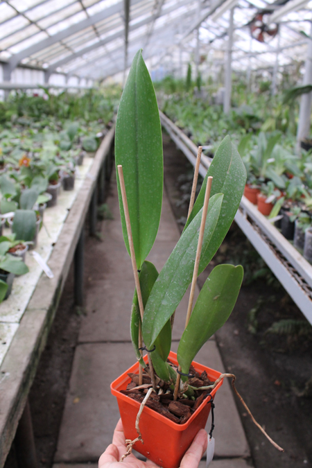 Potinara Chief Emperor 'Sunset'.jpg