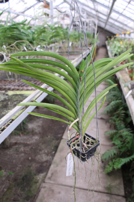 Ascocenda Princess Mikasa White.jpg