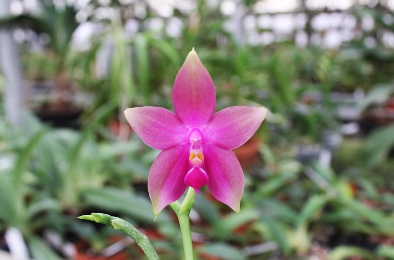 Phalaenopsis Jennifer Palermo x Phalaenopsis LD's Bear Queen.jpg