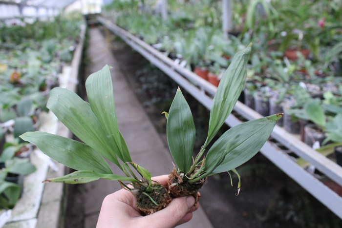 Stanhopea tigrina.jpg