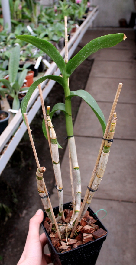 Dendrobium Snow White x Candy Stripe2.JPG