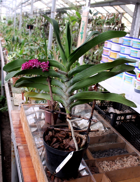 Rhynchostylis gigantea.JPG