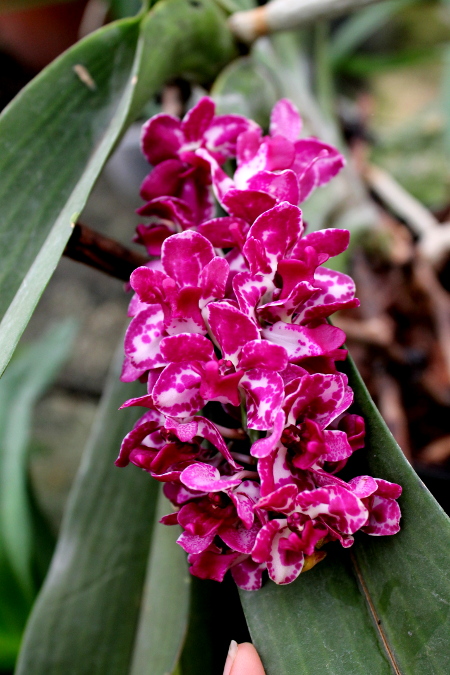Rhynchostylis gigantea2.JPG