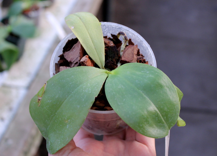 Phalaenopsis micholitzii x violacea indigo.JPG