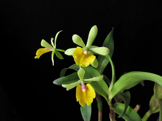 Epc.Rene Marques x Pot.Free Spirit”Lea”