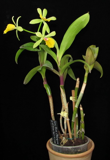 Epc.Rene Marques x Pot.Free Spirit”Lea”