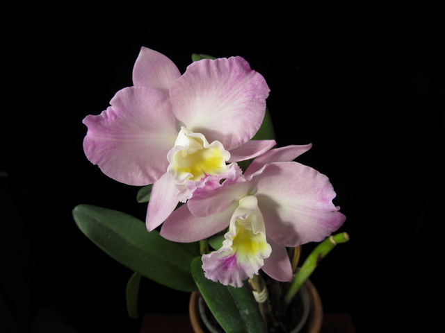 Cattlianthe Doris and Byron 'Christmas Rose'