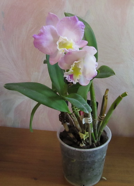 Cattlianthe Doris and Byron 'Christmas Rose'