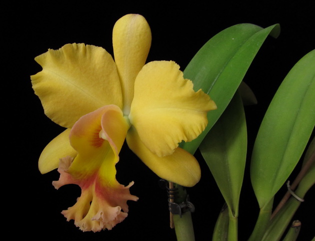 Brassolaeliocattleya Malworth 'Orchidglade'