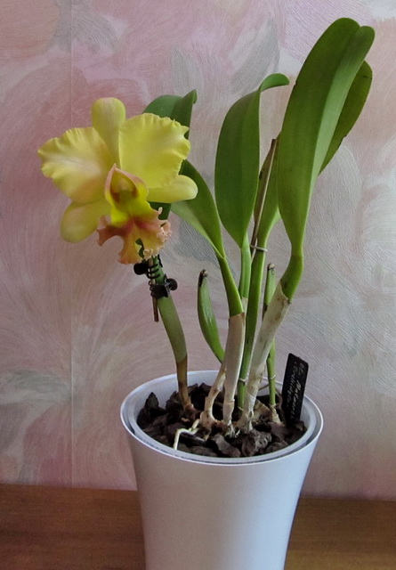 Brassolaeliocattleya Malworth 'Orchidglade'