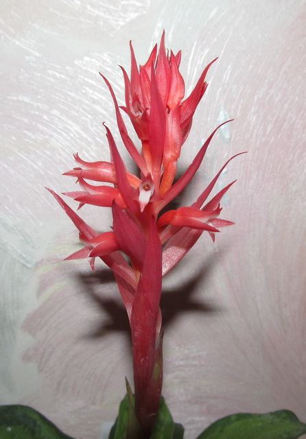 Stenorrhynchos speciosus