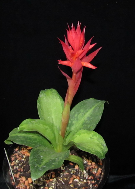 Stenorrhynchos speciosus