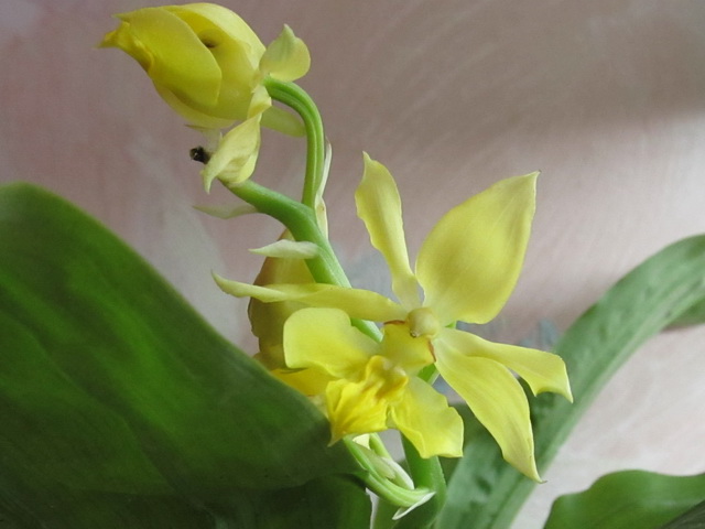 Calanthe sieboldii