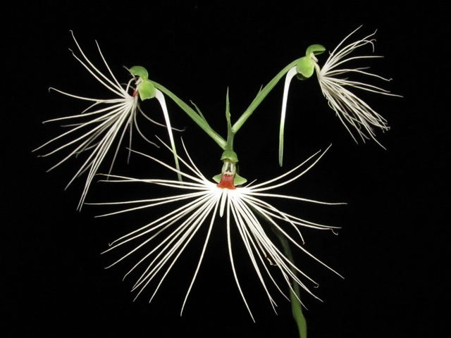 Habenaria myriotricha