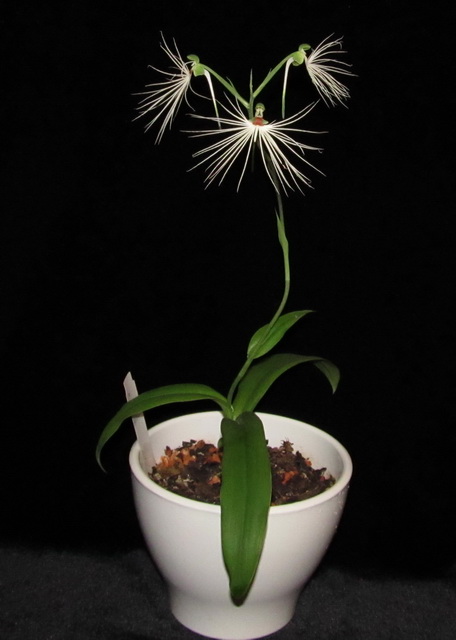 Habenaria myriotricha