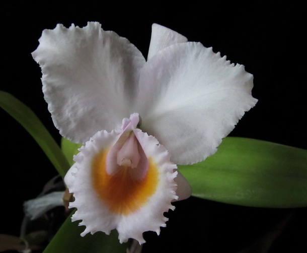 Cattleya schroederae
