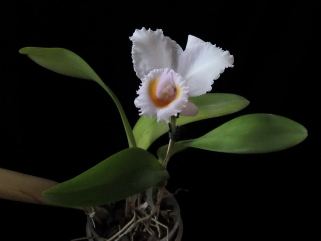 Cattleya schroederae