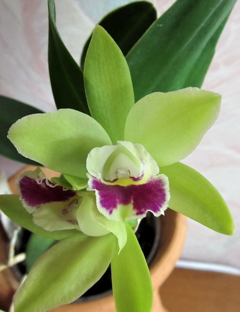 Prosrhyncholeya Chief Green River