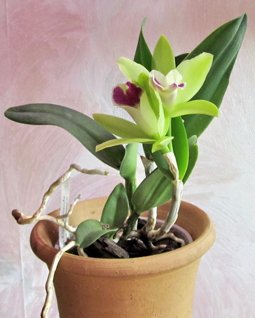 Prosrhyncholeya Chief Green River