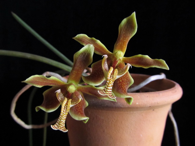 Paraphalaenopsis labukensis