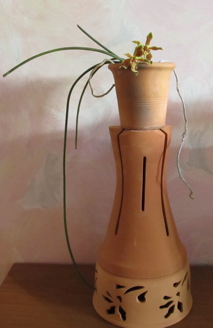 Paraphalaenopsis labukensis