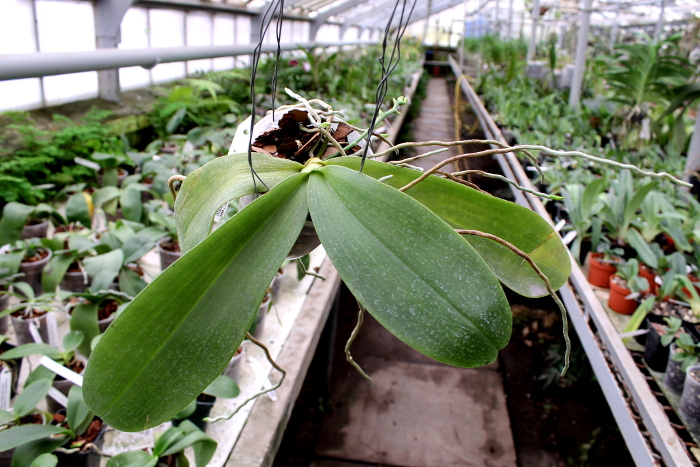 Phalaenopsis Joey (gigantea x lueddemanniana)2.JPG