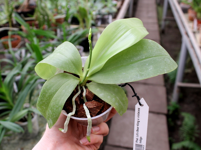 Phalaenopsis Ld's Bear King x violacea indigo.JPG