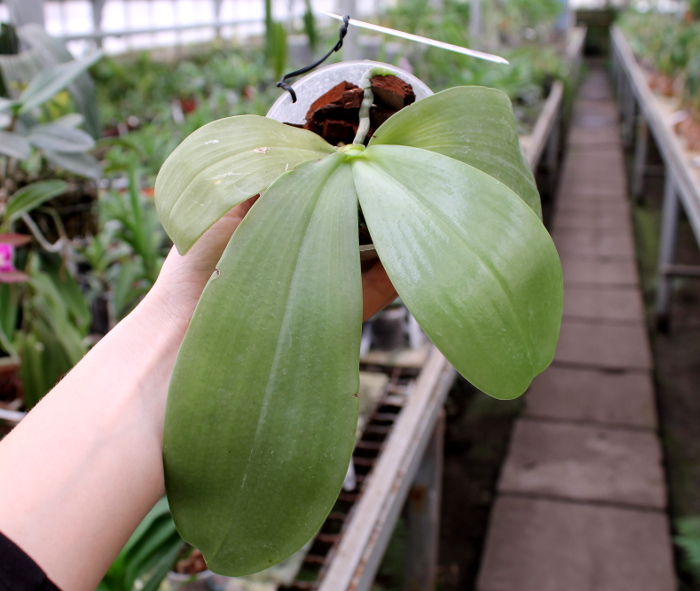 Phalaenopsis Ld's Bear Queen x Chang Mow Evergreen3.JPG