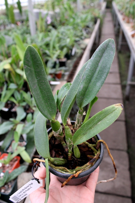 Laeliocattleya Cariad's Mini-Quinee 'Angel Kiss' (Lc. Mini Purple x C. intermedia).JPG