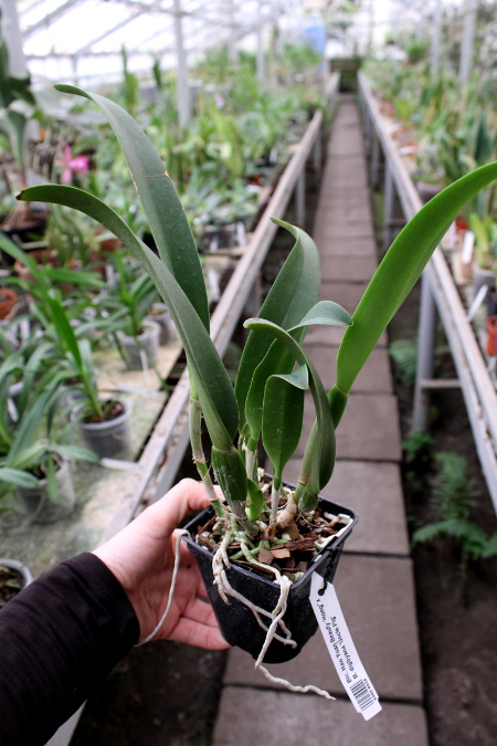 Brassolaeliocattleya Haw Yuan Beauty 'Hong' x Brassavola digbyana 'Uncle Pig'.JPG