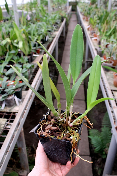 Laeliocattleya Haw Yuan Angel 'Small Beauty' x Brassavola digbyana 'Mr. Pig'.JPG