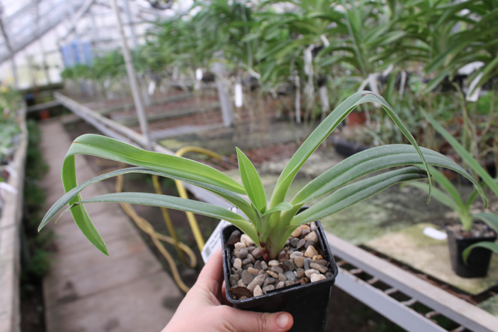 Phragmipedium Memory Dick Clements.jpg