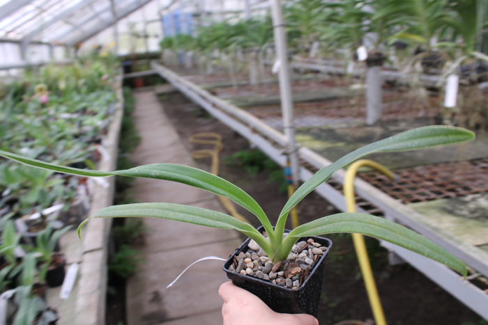 Phragmipedium Living Fire.jpg