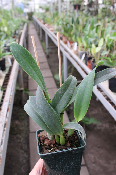 Laeliocattleya Tahoe Rose fma coerulea 'G C' ( walkeriana x purpurata).jpg
