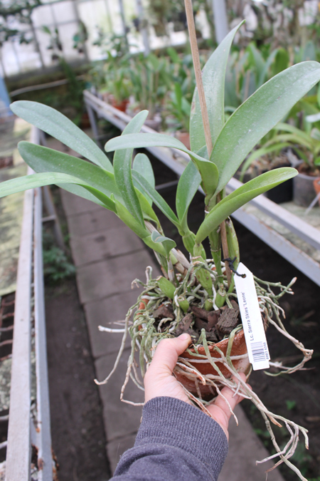 Laeliocattleya Sierra Skies 'Leone'.jpg