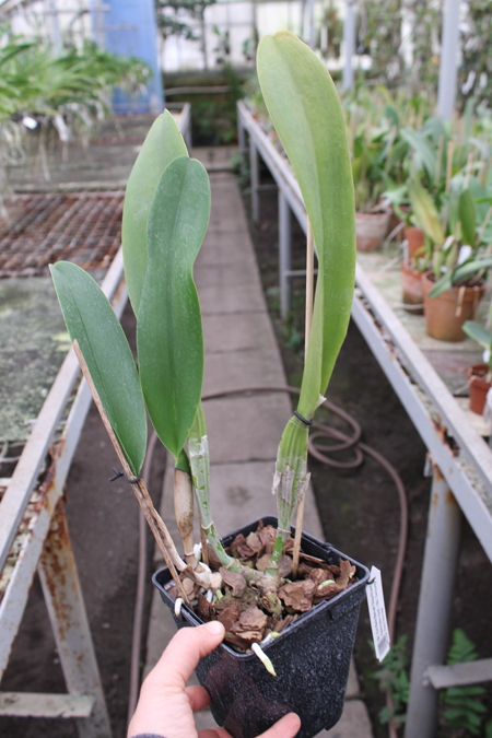 Brassolaeliocattleya Eve Marie Barnett 'Magnificent Watermelon Gold' x Brassolaeliocattleya Sanyung Ruby 'Shin Mei'.jpg