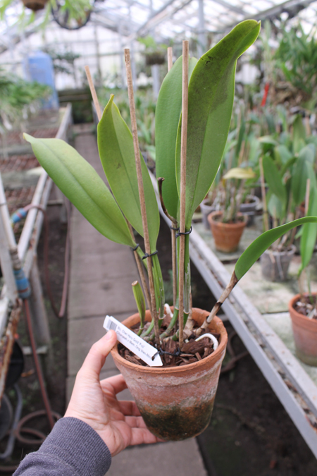 Brassolaeliocattleya Chan Hsiu Gold 'Fuji'.jpg