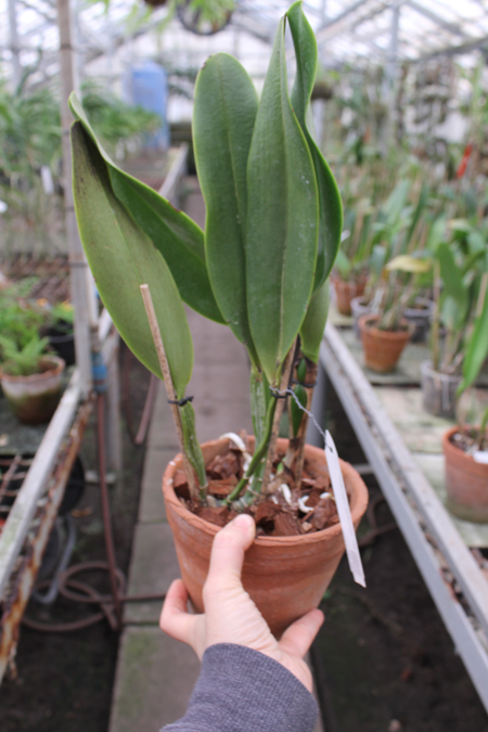 Brassolaeliocattleya Alma Kee 'Tipmalee'.jpg