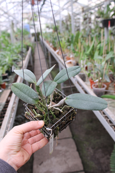Cattleya schilleriana 'Biriricas' x Cattleya schilleriana 'Olinda'.jpg