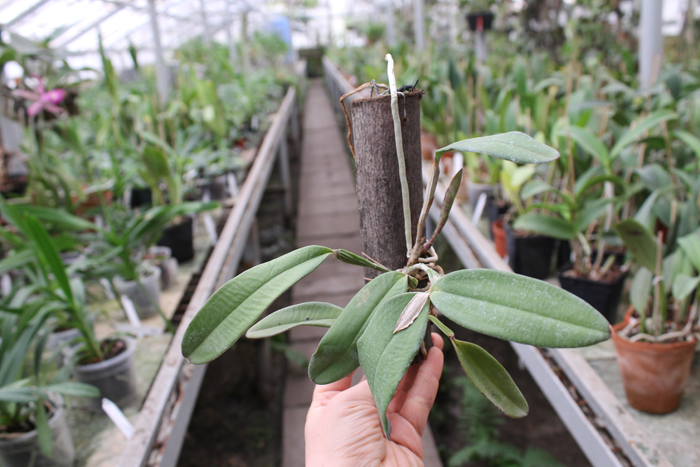 Cattleya schilleriana sem pintas x Cattleya schilleriana petalas largas.jpg