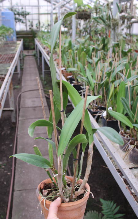 Brassolaeliocattleya Ben Kodama.jpg