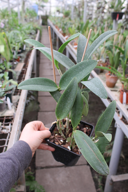 Cattleya Green Emerald 'Orchid Queen'.jpg