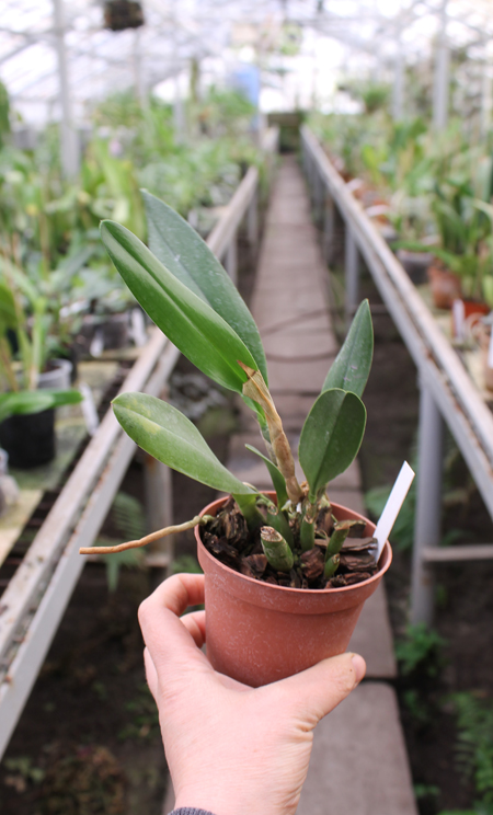 Brassoepidendrum Jim Wallace 'Leo'.jpg