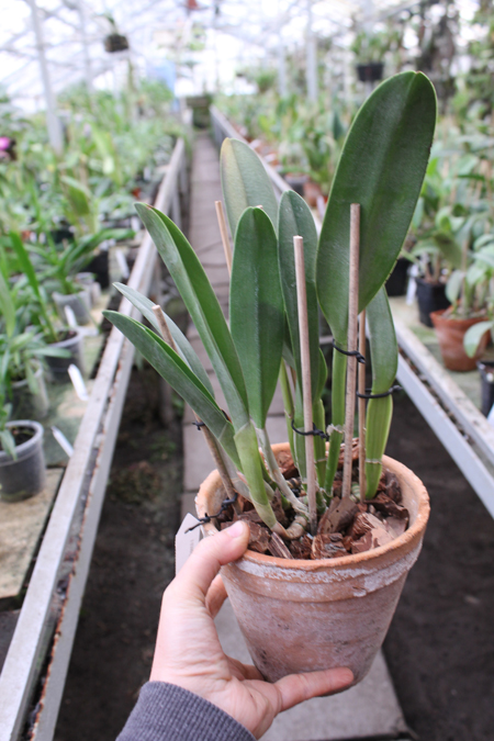 Brassavola Aristocrat (Brassavola glauca x digbyana).jpg