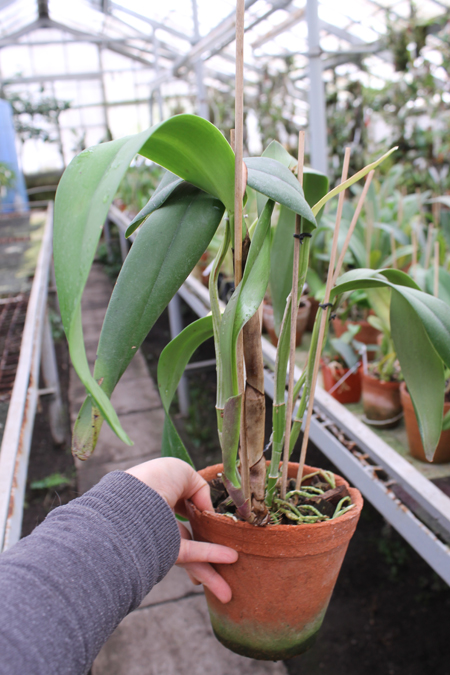 Brassolaeliocattleya Ben Kodama.jpg