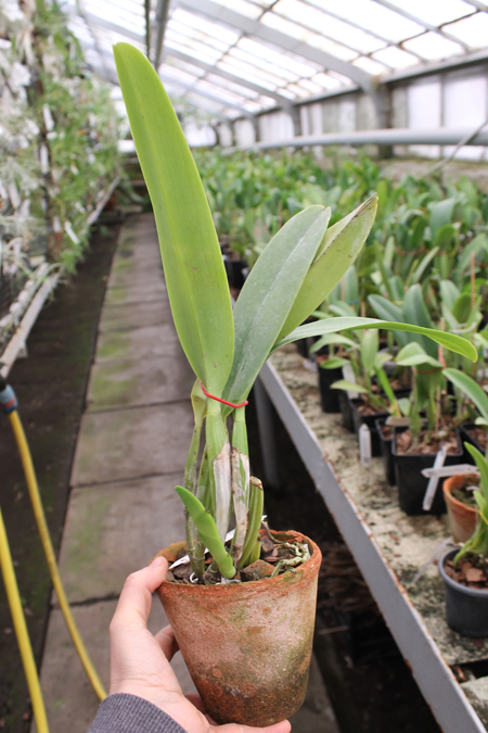 Cattleya labiata semi alba 'Garganta Escura' x Cattleya labiata semi alba sanguinea 'Paccione'.jpg